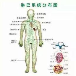 人体三处淋巴决定生死！通则不痛百病消。